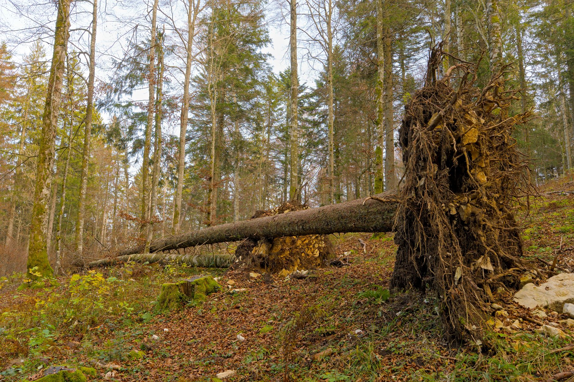Enlèvement arbre urgence à Aurillac